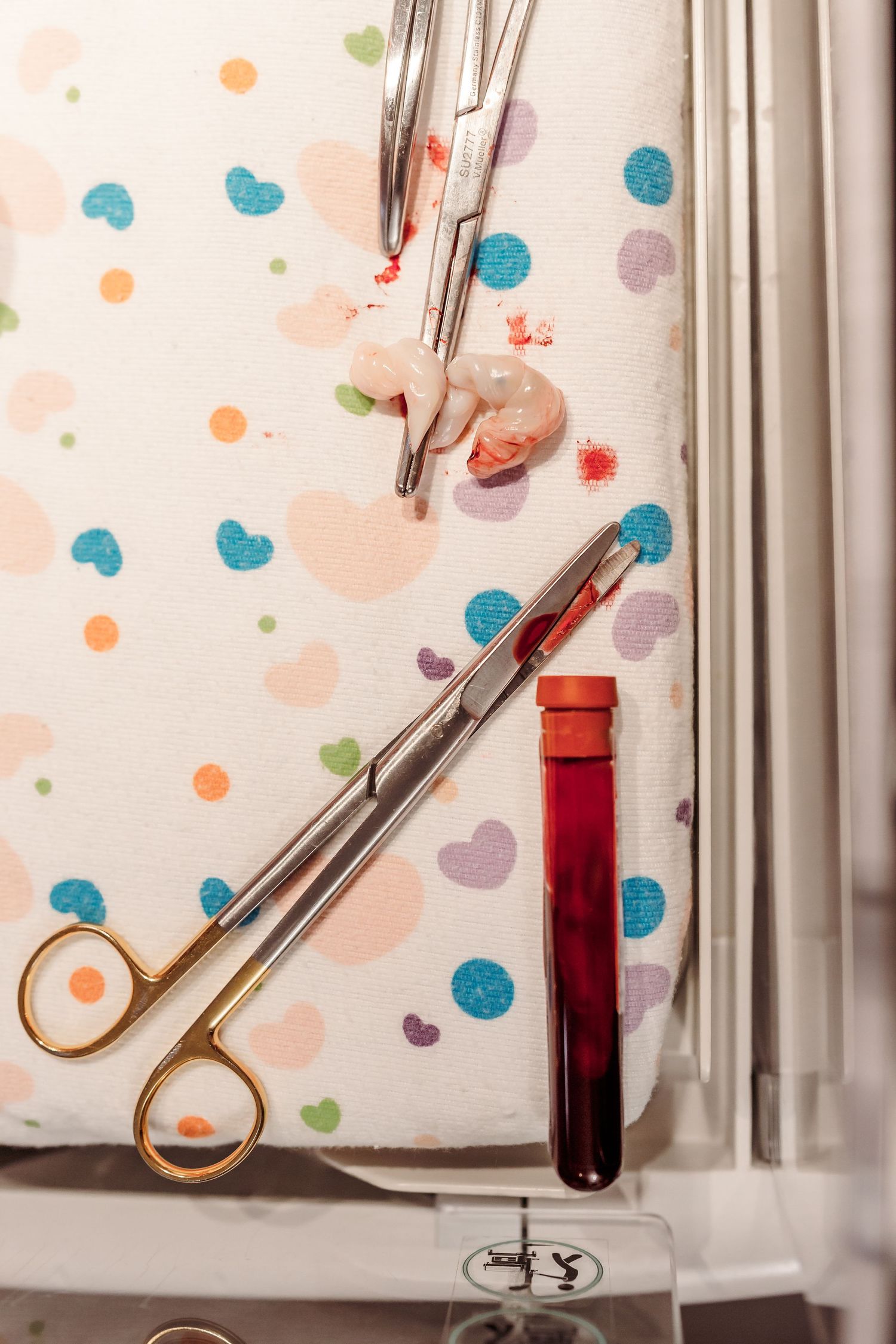 freshly cut umbilical cord from newborn baby right after birth in Tulsa,ok
