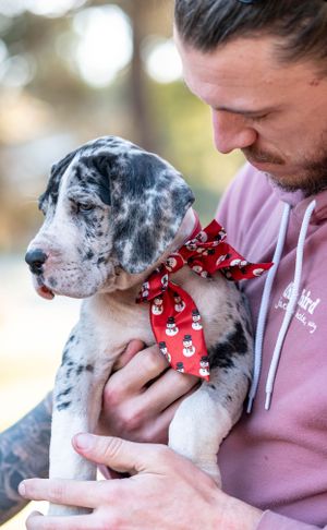 Man in pink hoodie cradling a merle Great Dane puppy wearing a red snowman bandana.