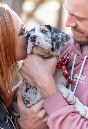 Couple kissing and holding a merle Great Dane puppy wearing a red bandana outdoors.