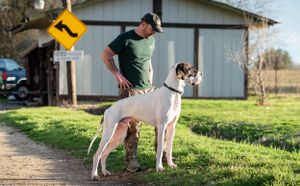 Man in green shirt training a large white Great Dane dog outdoors on a rural farm path.