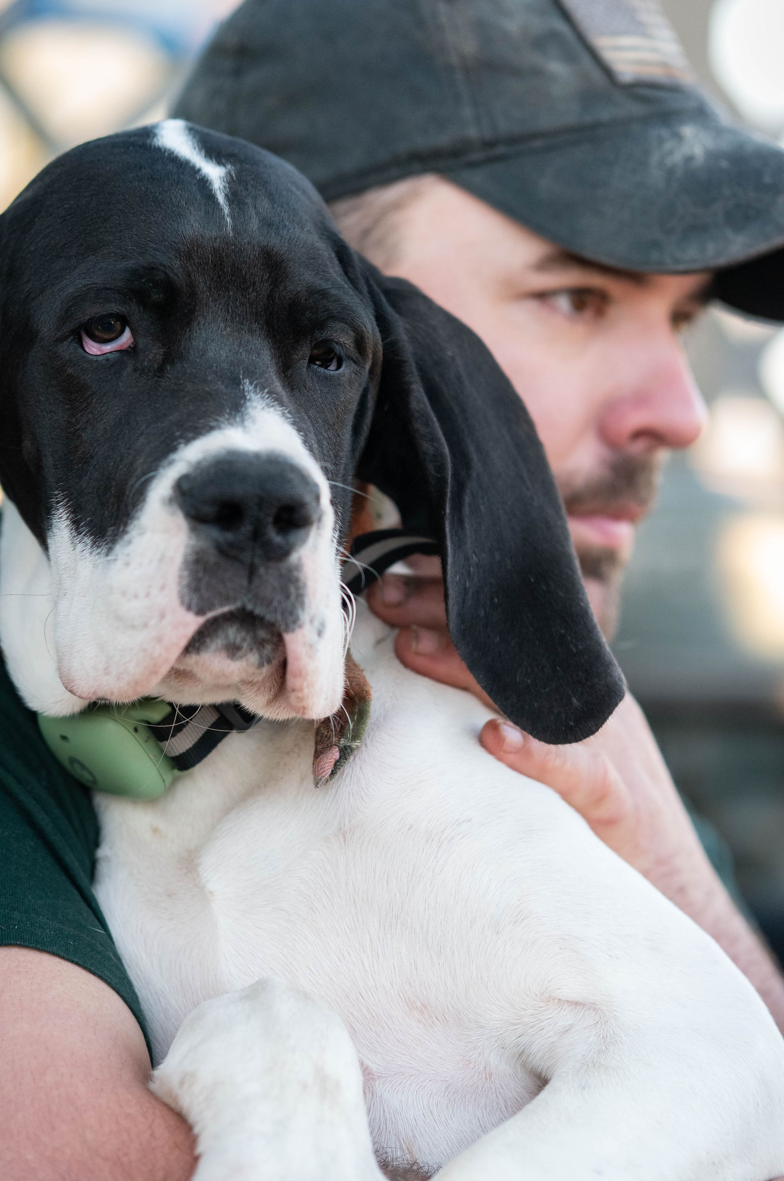 Man in cap holding a black and white Great Dane puppy with floppy ears and green collar.