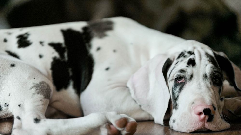 Adorable harlequin Great Dane puppy resting on floor, showing classic black and white spotted coat markings.