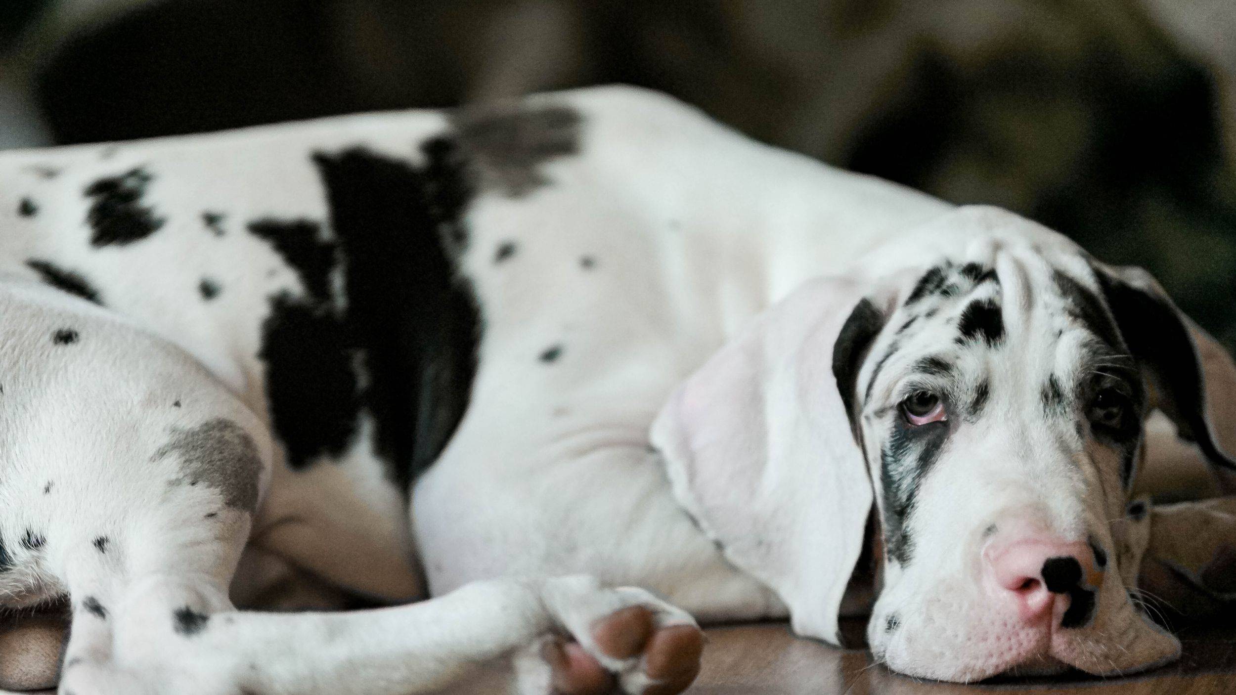 Adorable harlequin Great Dane puppy resting on floor, showing classic black and white spotted coat markings.