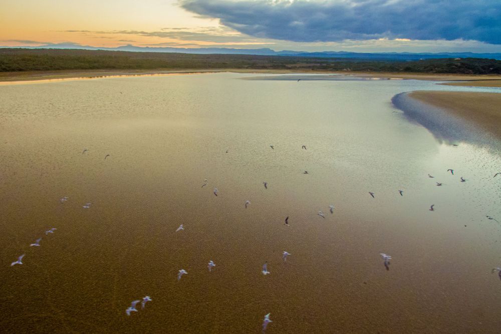 Aerial view of seagulls flying over a golden tidal estuary at sunset.