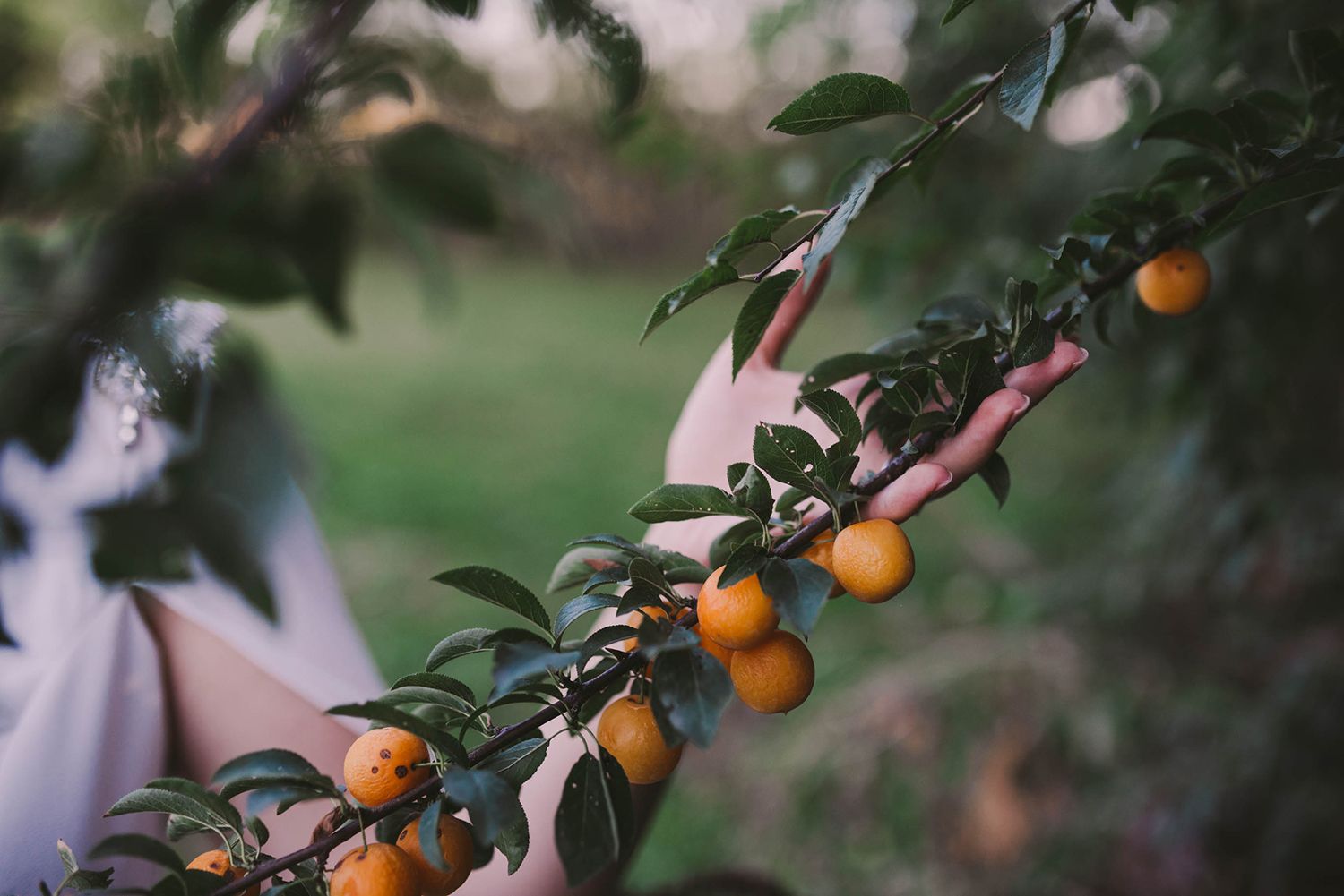 Branch of fresh citrus fruits growing on tree with blurred background.