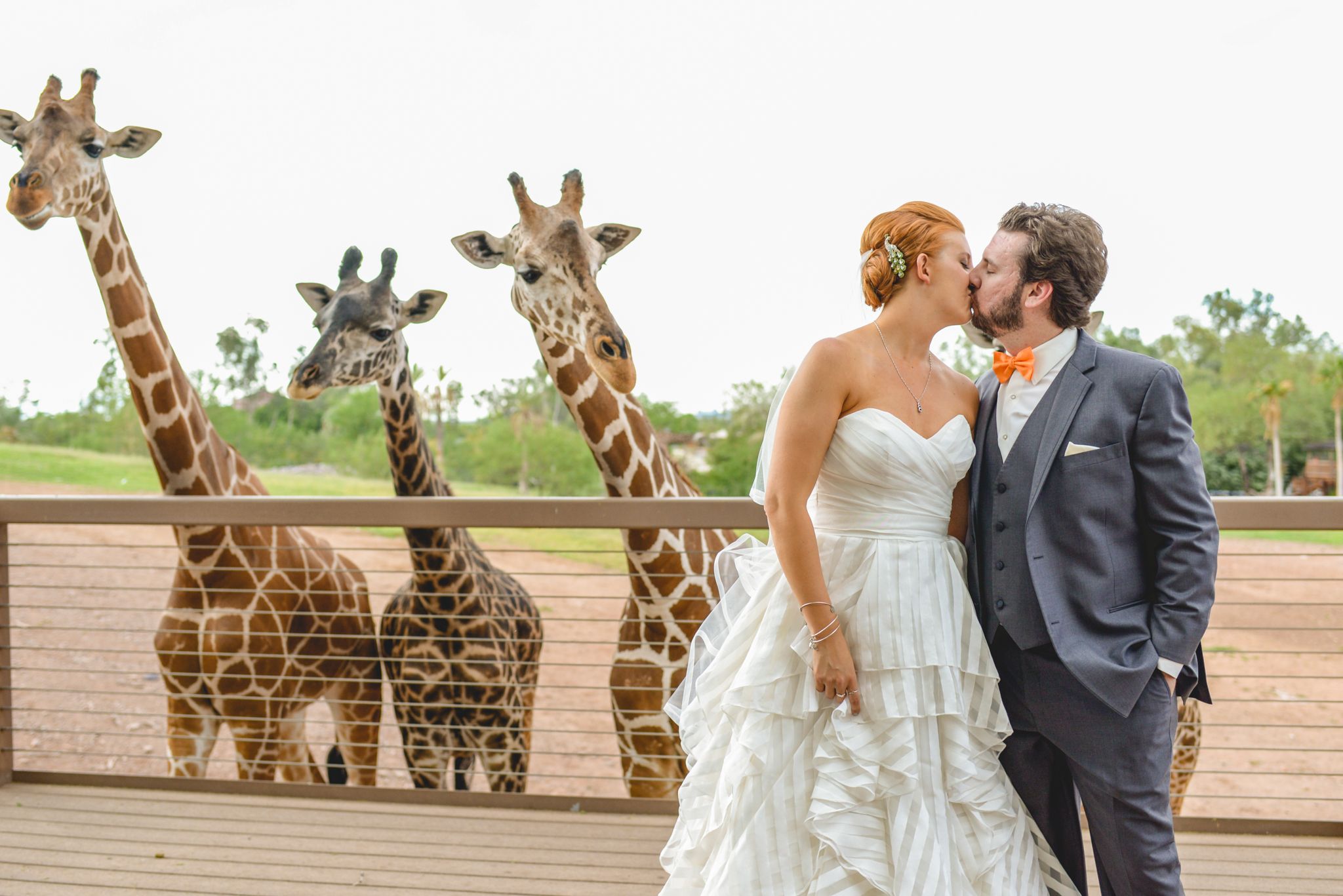 A couple shares a romantic moment at a zoo viewing platform while three curious giraffes peek over the wall in background.