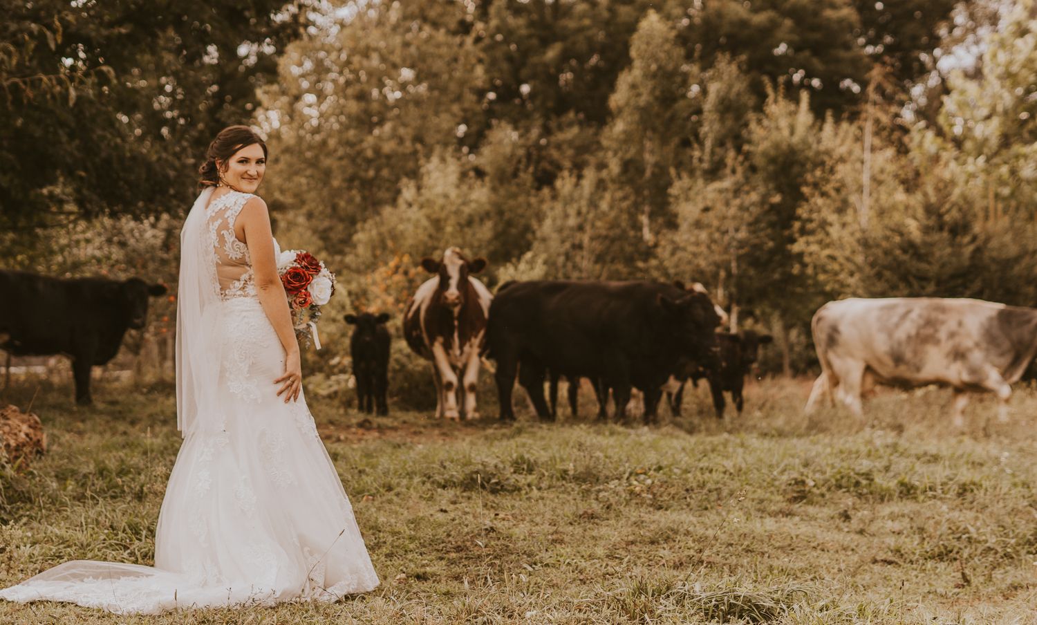Michigan farm wedding photo of bride walking through pastoral field with grazing cows in background.