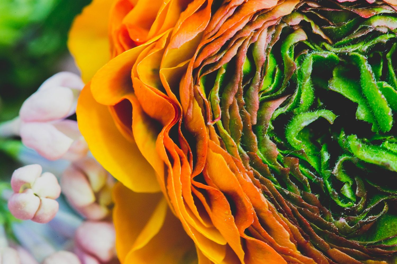 orange and green flower Gloucestershire commercial photography
