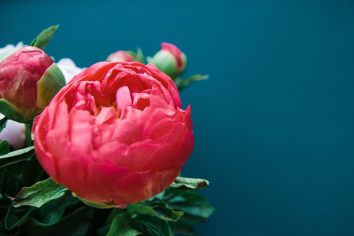 pink peonies Gloucestershire commercial photography