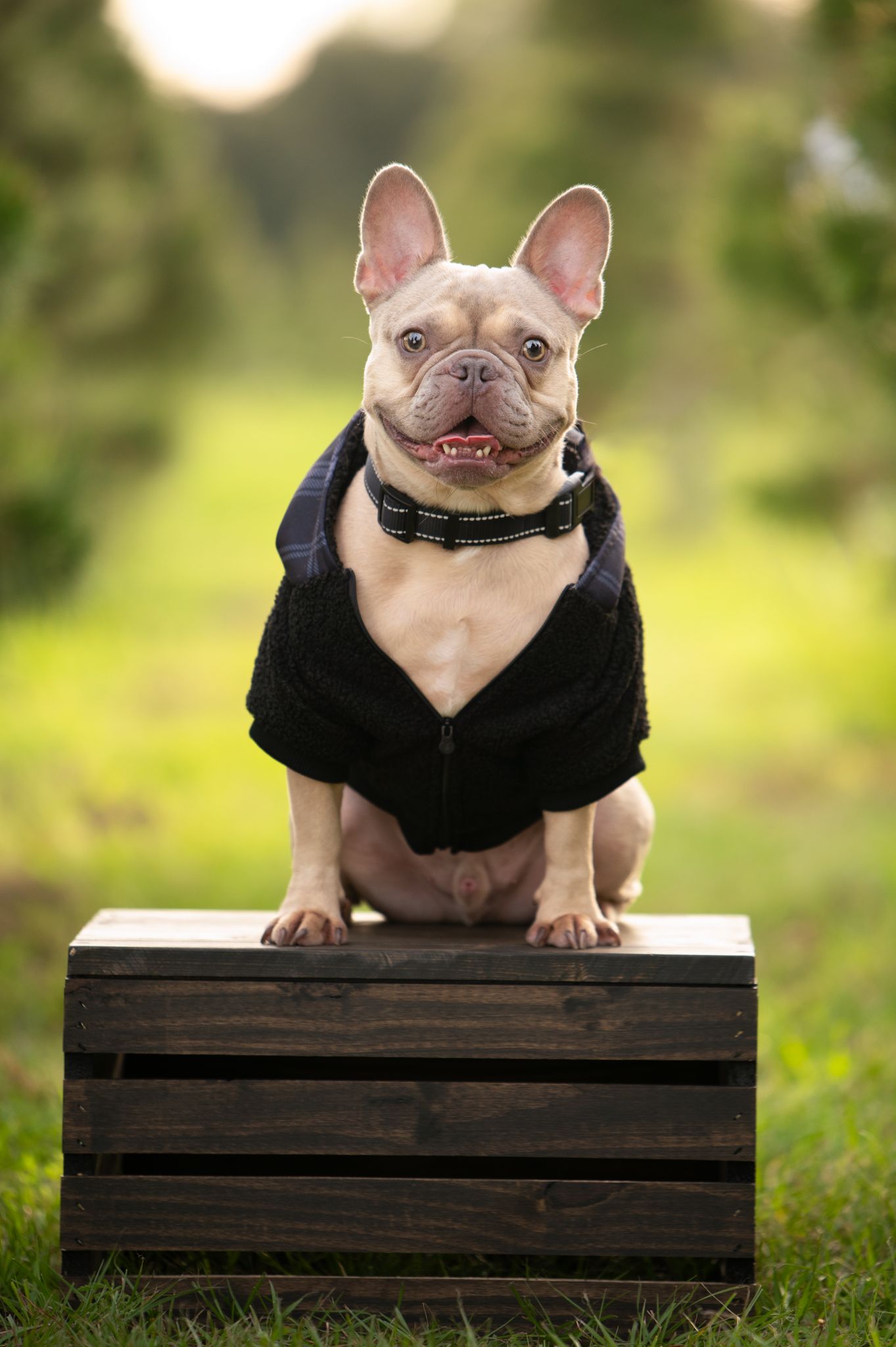 Cream-colored French Bulldog wearing black hoodie stands on wooden crate outdoors with happy expression.