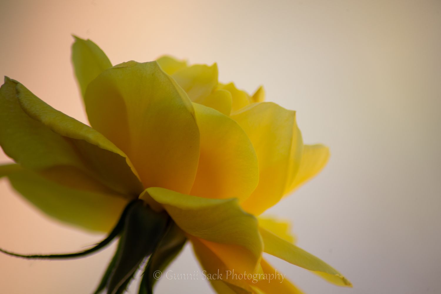 Gunnii Sack Photography, spring flowers, mokelumne hill ca