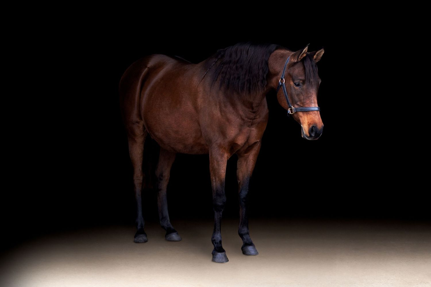 Arabian