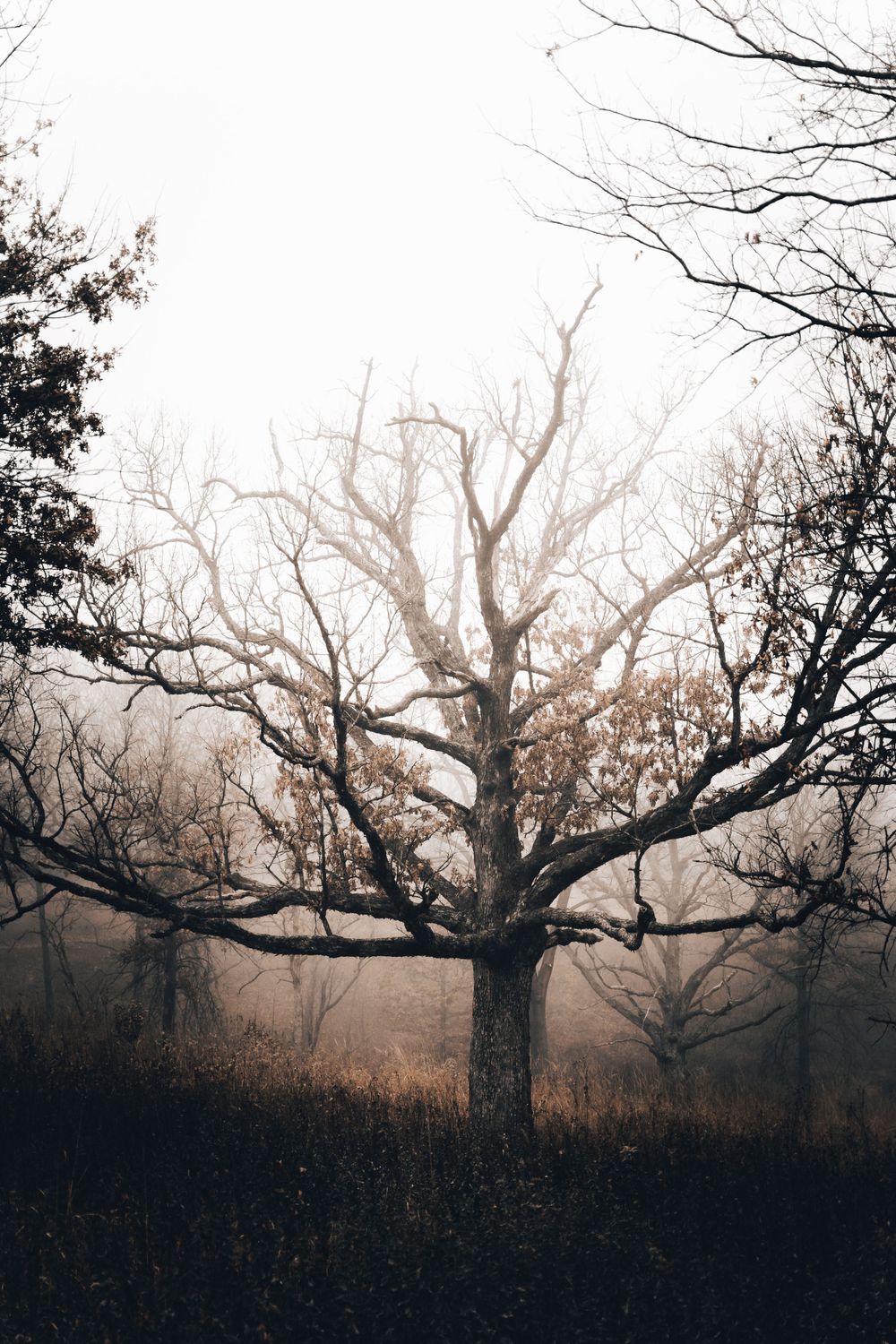 Haunting silhouette of gnarled tree branches against a foggy winter sky in black and white.