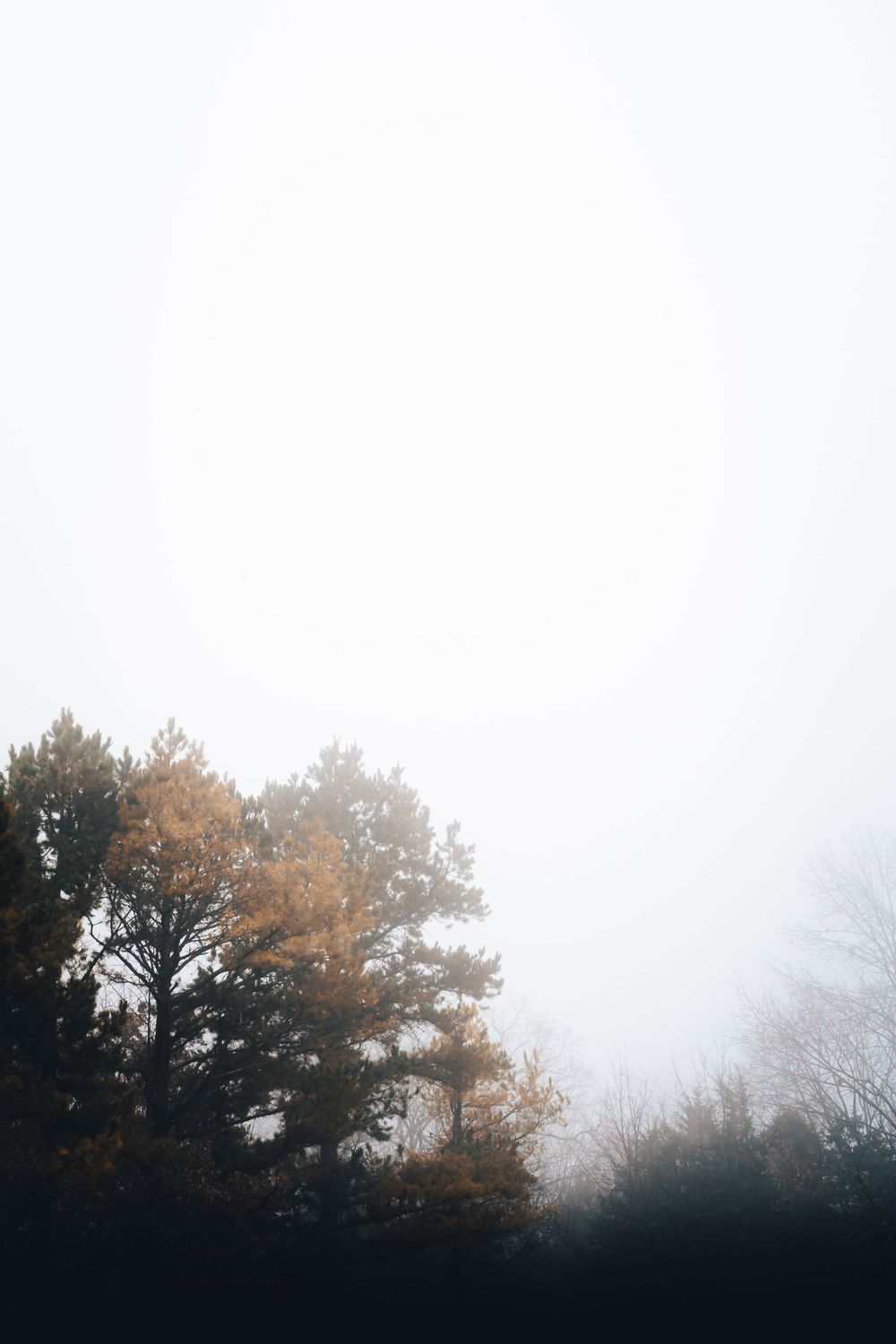 Misty treeline silhouetted against a bright white sky creating a minimalist natural landscape.