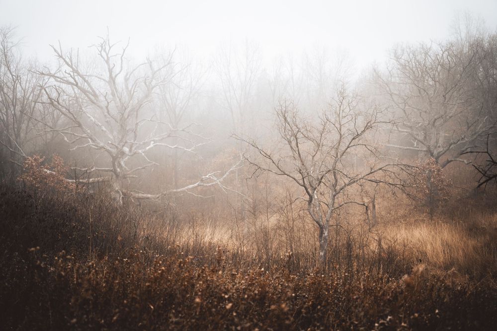 Moody autumn landscape with bare trees emerging through dense morning fog.