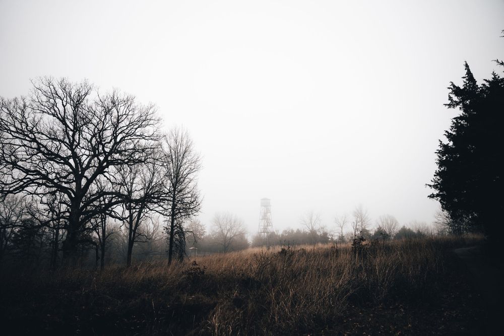 Minimalist winter landscape with bare trees and tall grass silhouetted in morning mist.