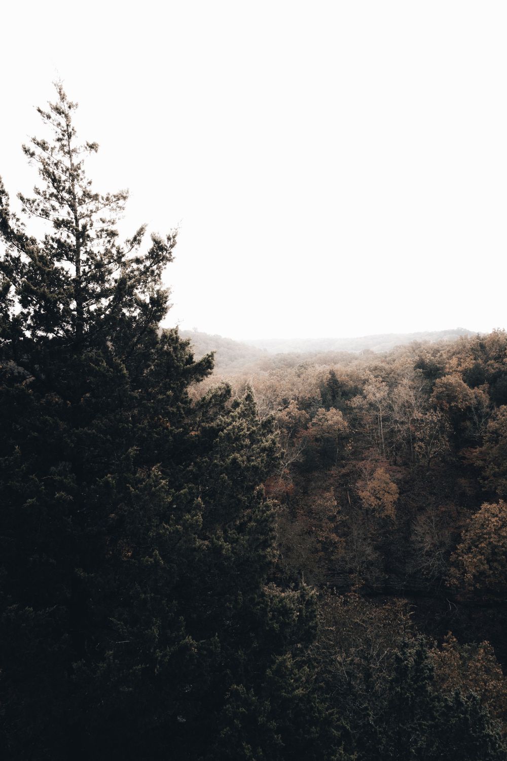 Autumn forest canopy silhouetted against misty sky in muted earth tones.