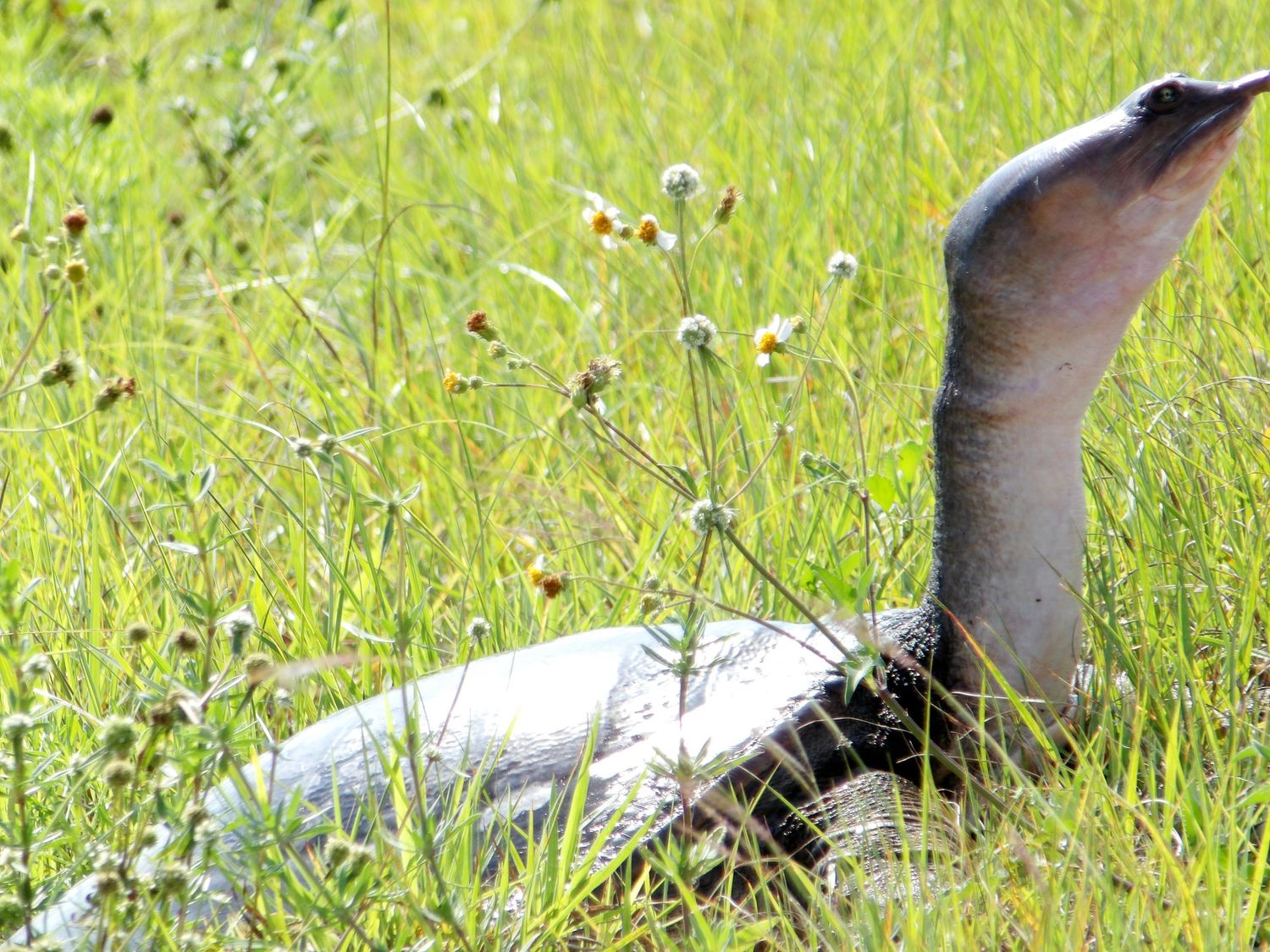 Softshell Turtle