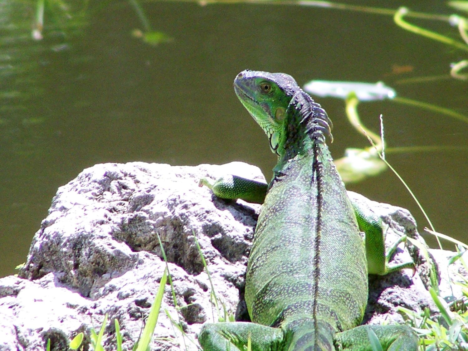 Iguana
