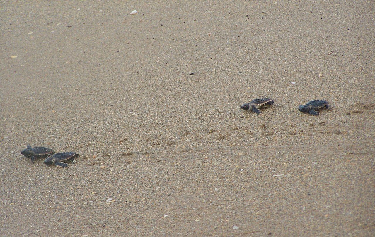 Sea Turtle Hatchlings