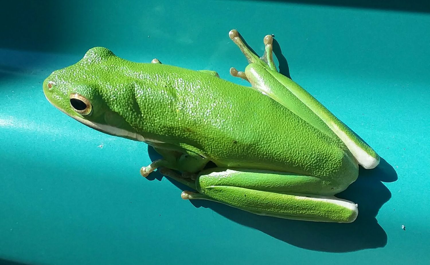 Green Tree Frog