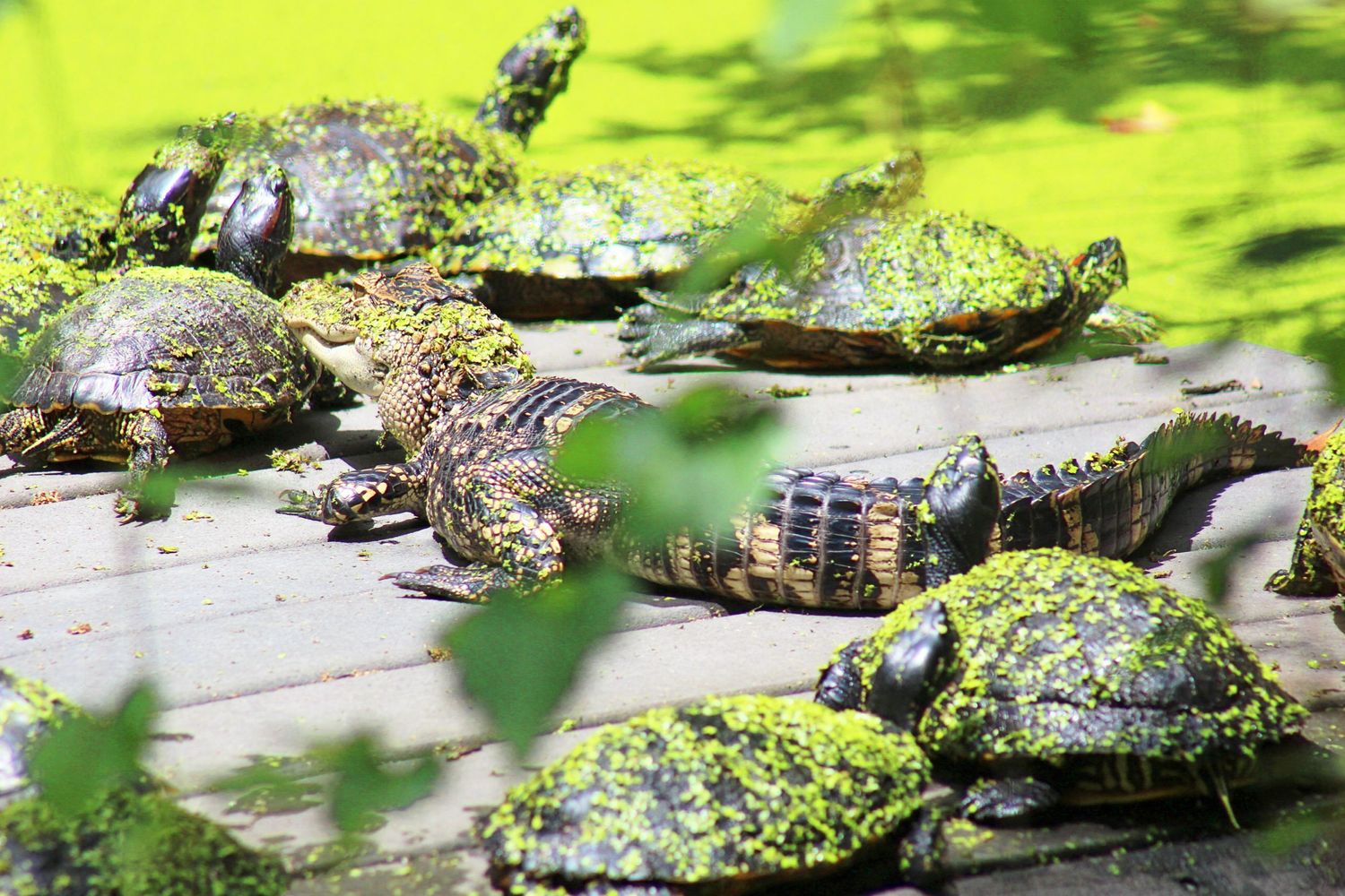 Reptile Reunion