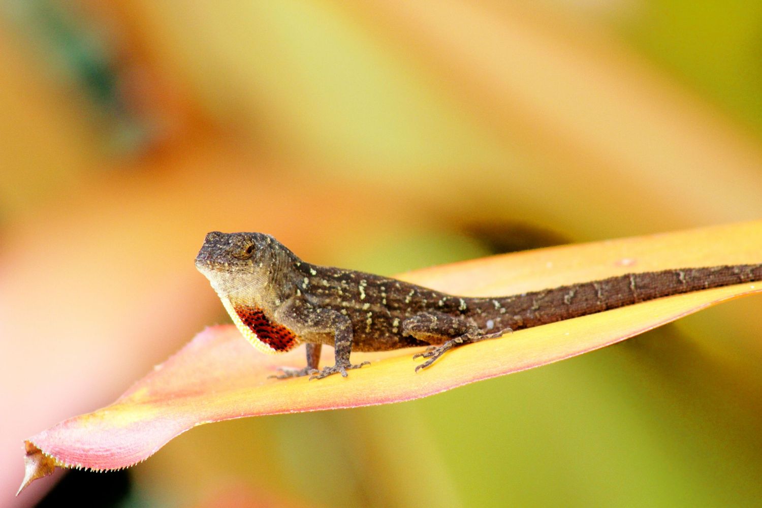 Lounging Lizard