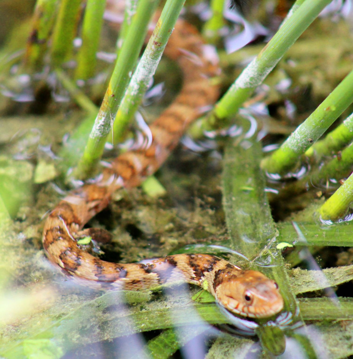 Baby Snake
