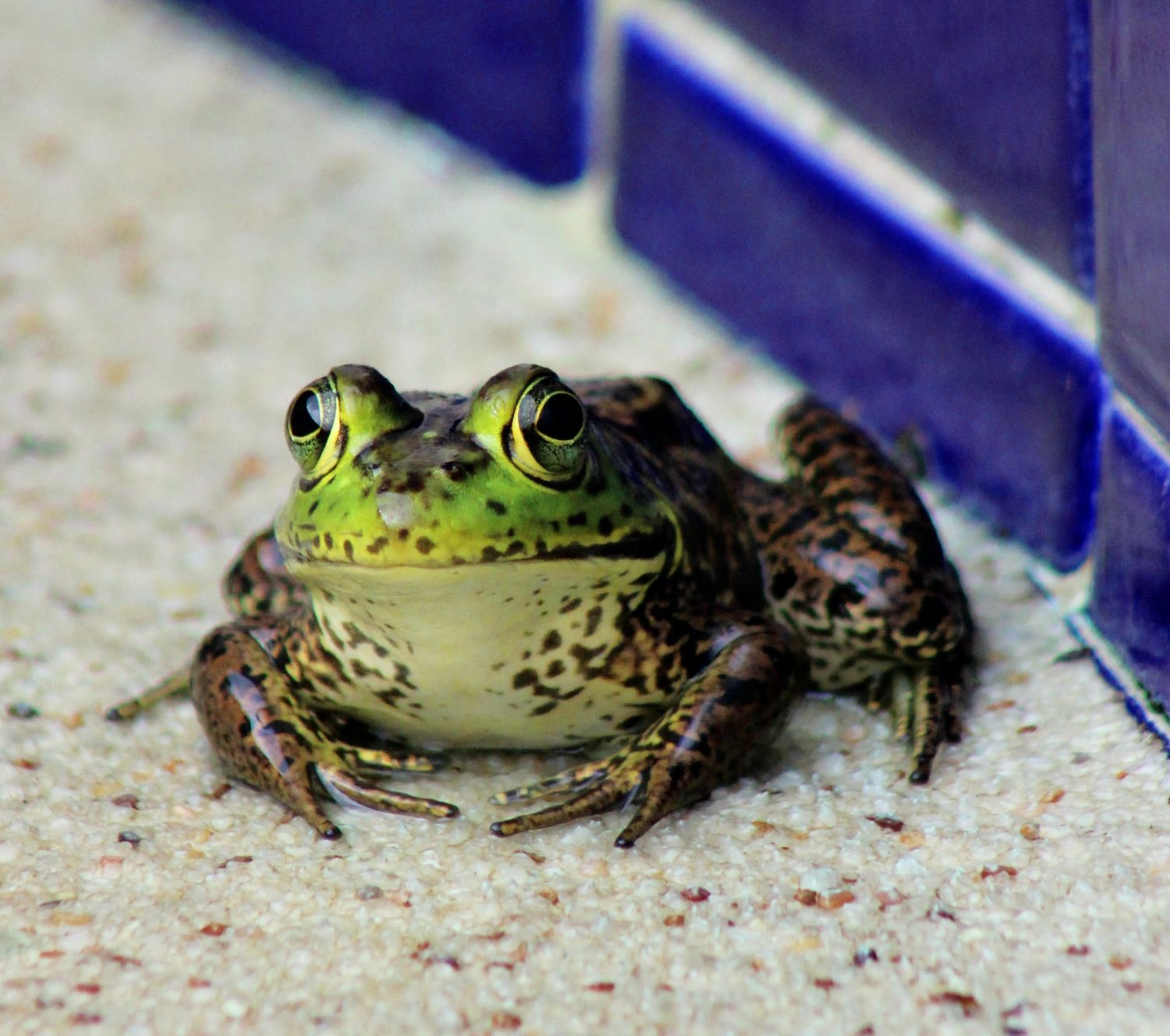 Bullfrog