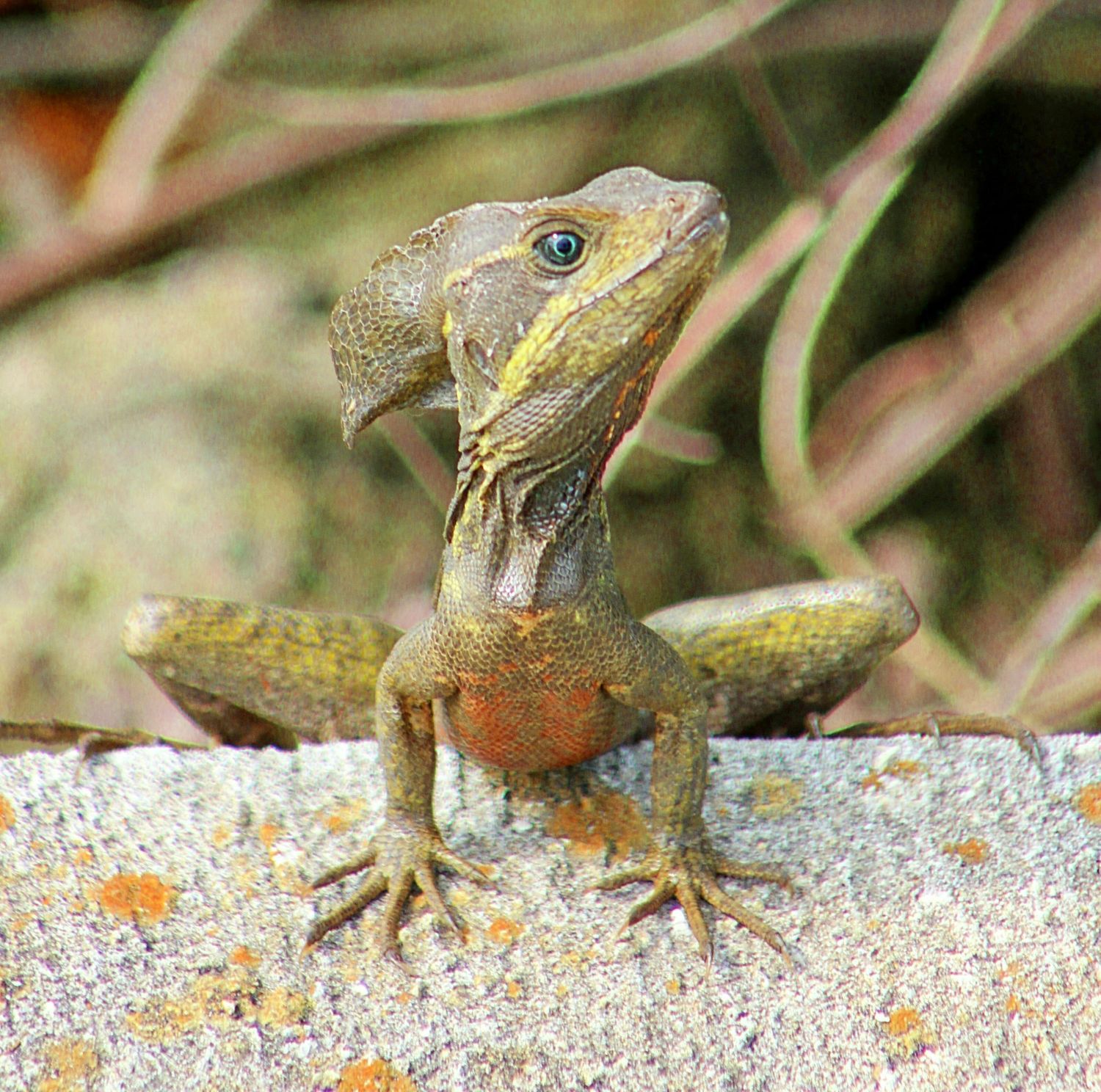 Basilisk Lizard