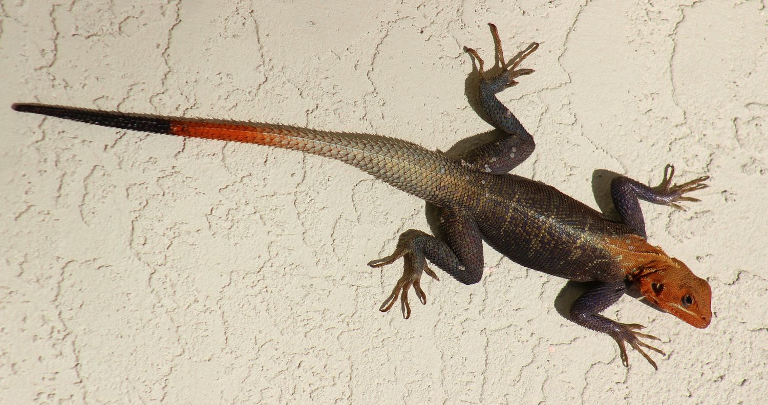 Red Headed Agama
