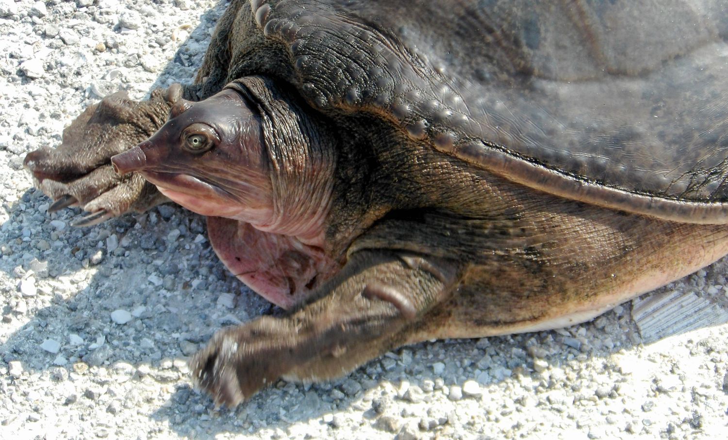 Softshell Turtle
