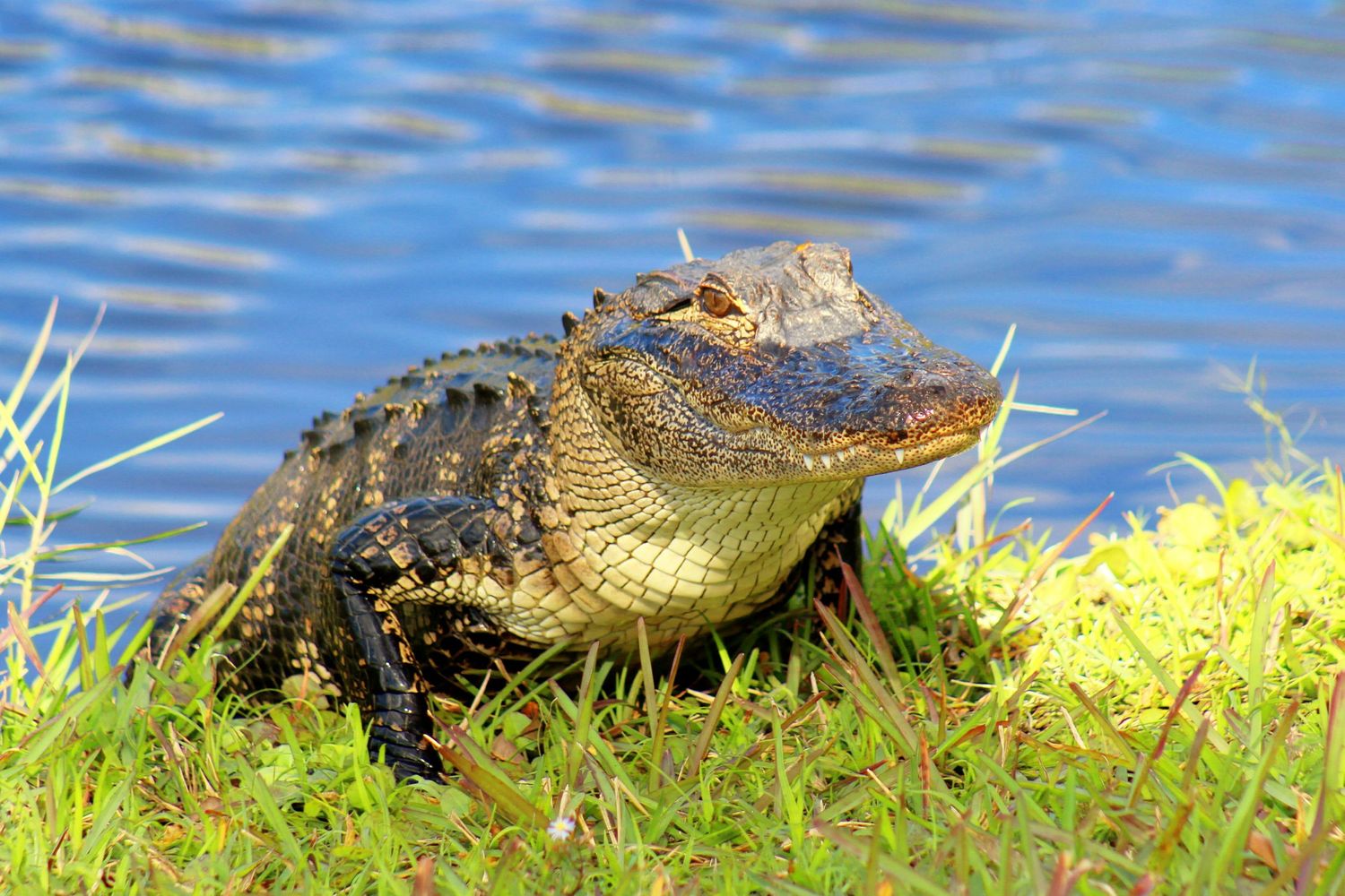 Close up with an alligator