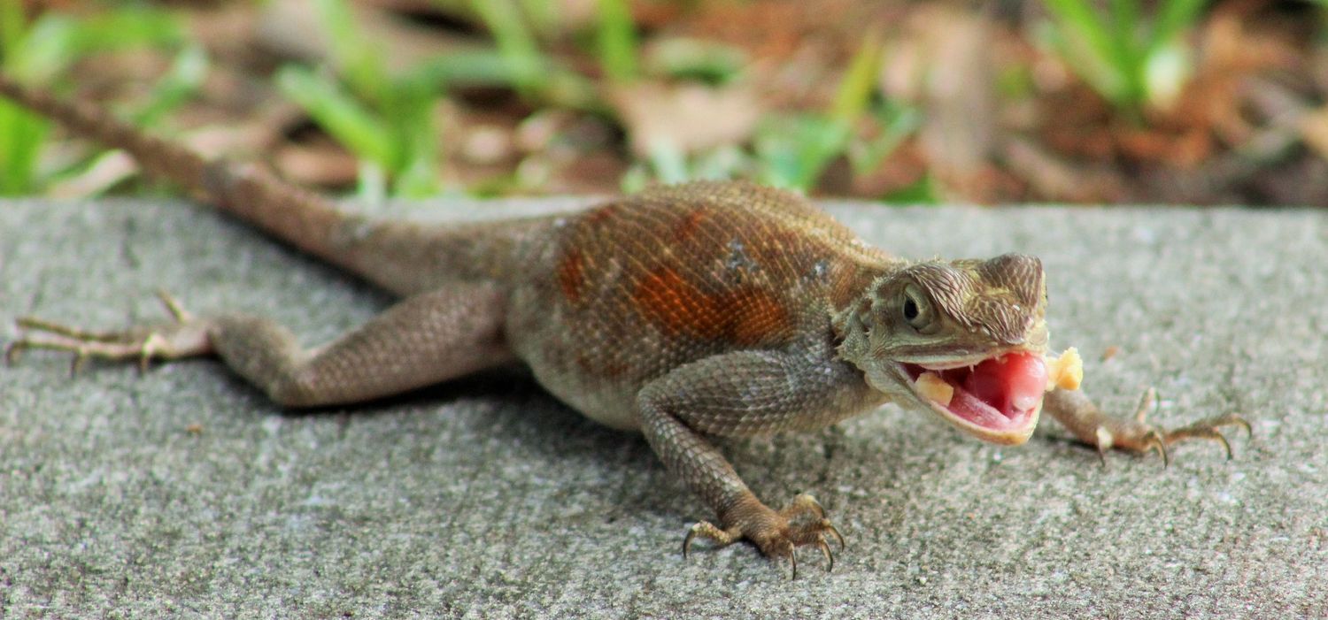 Rainbow Lizard eating peanuts