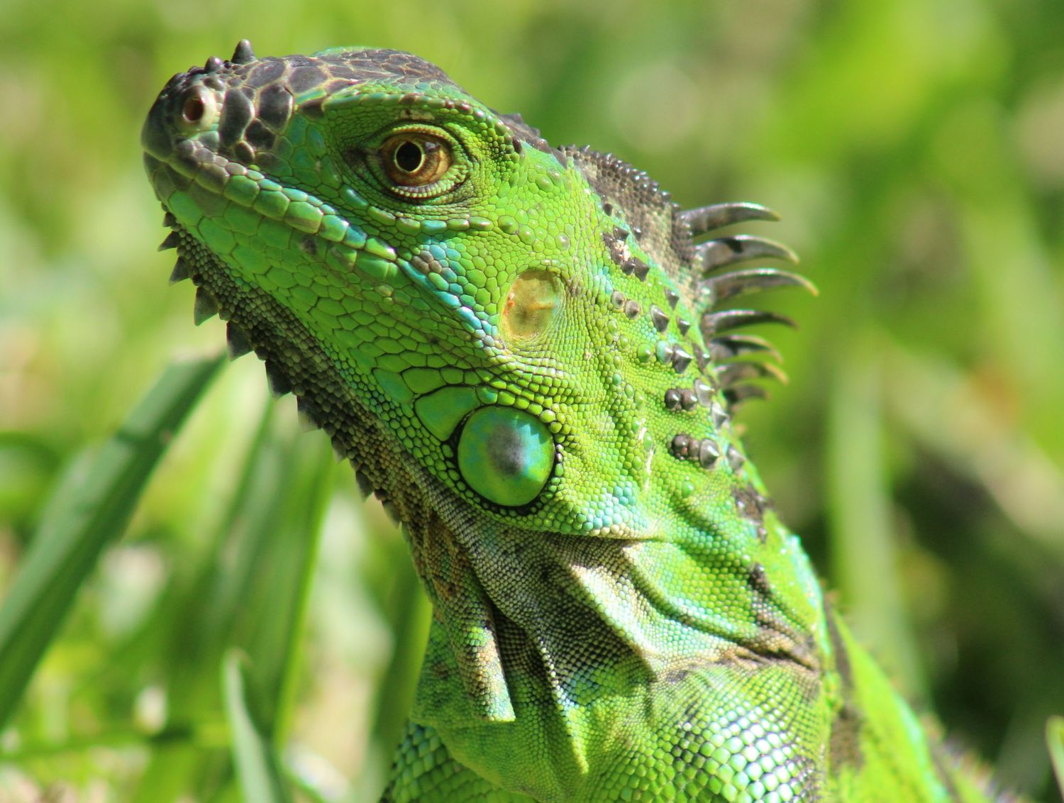Iguana
