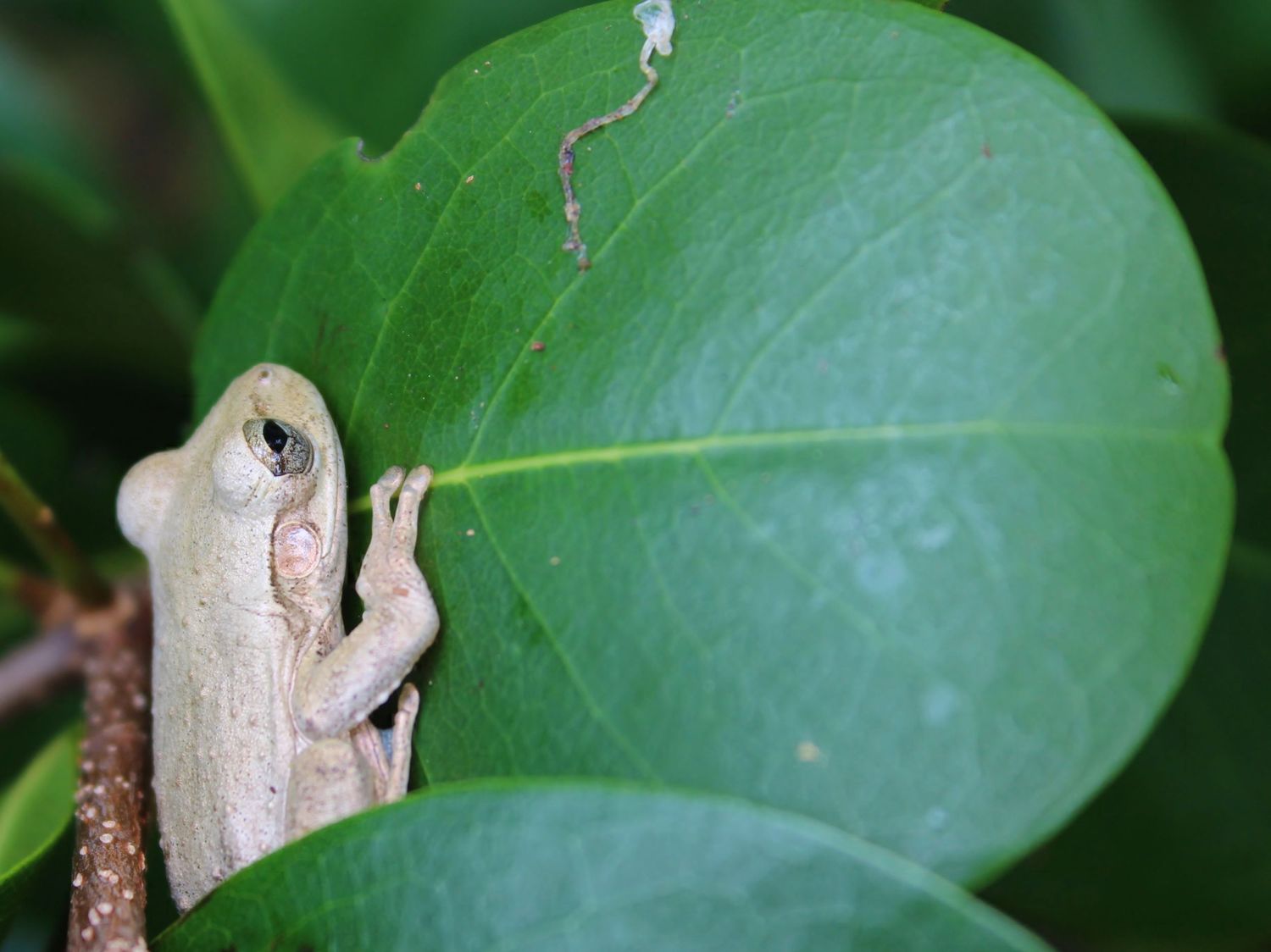Frog on seagrape leaves