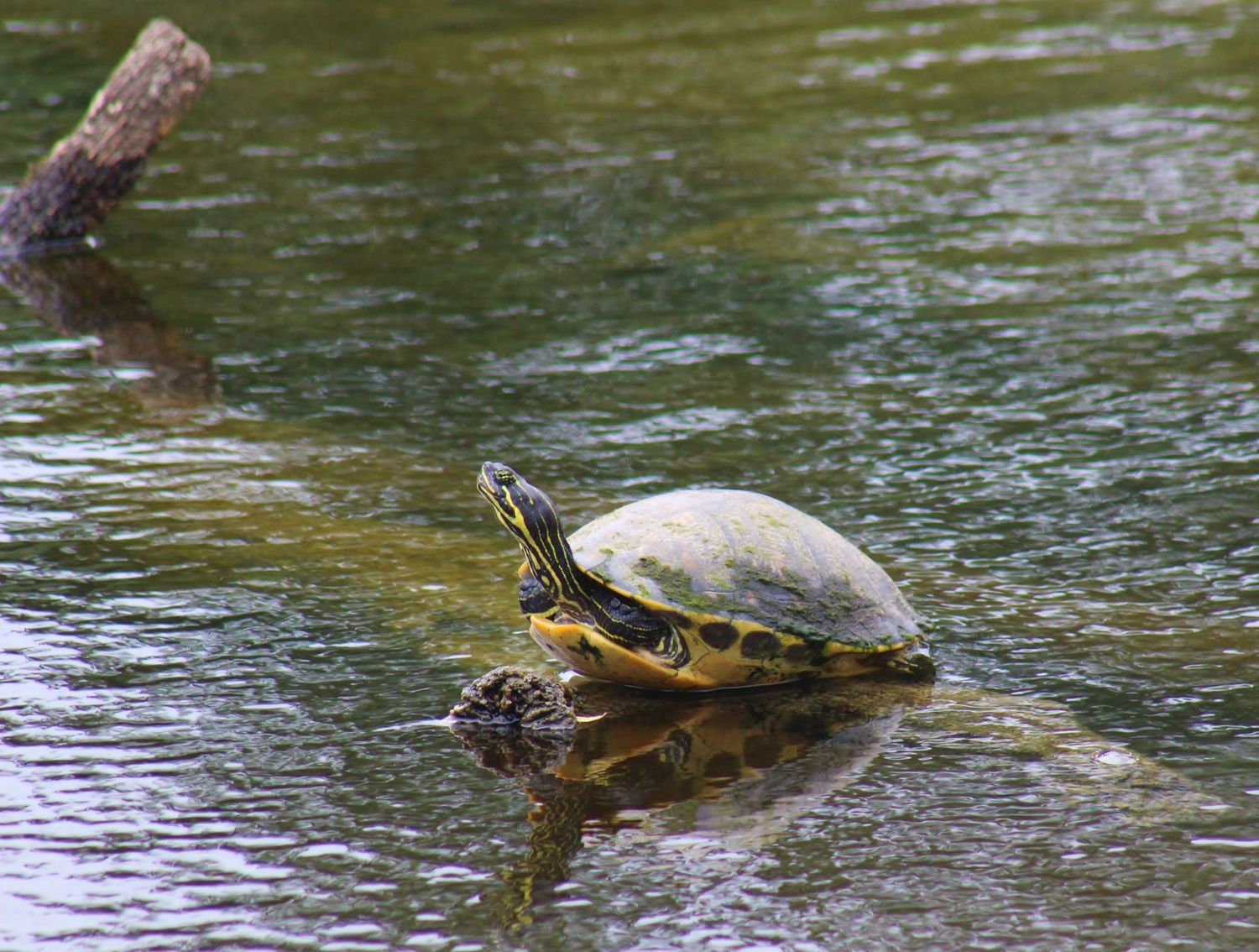 Basking Turtle