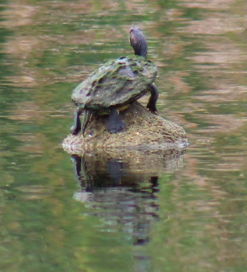 Basking Turtle