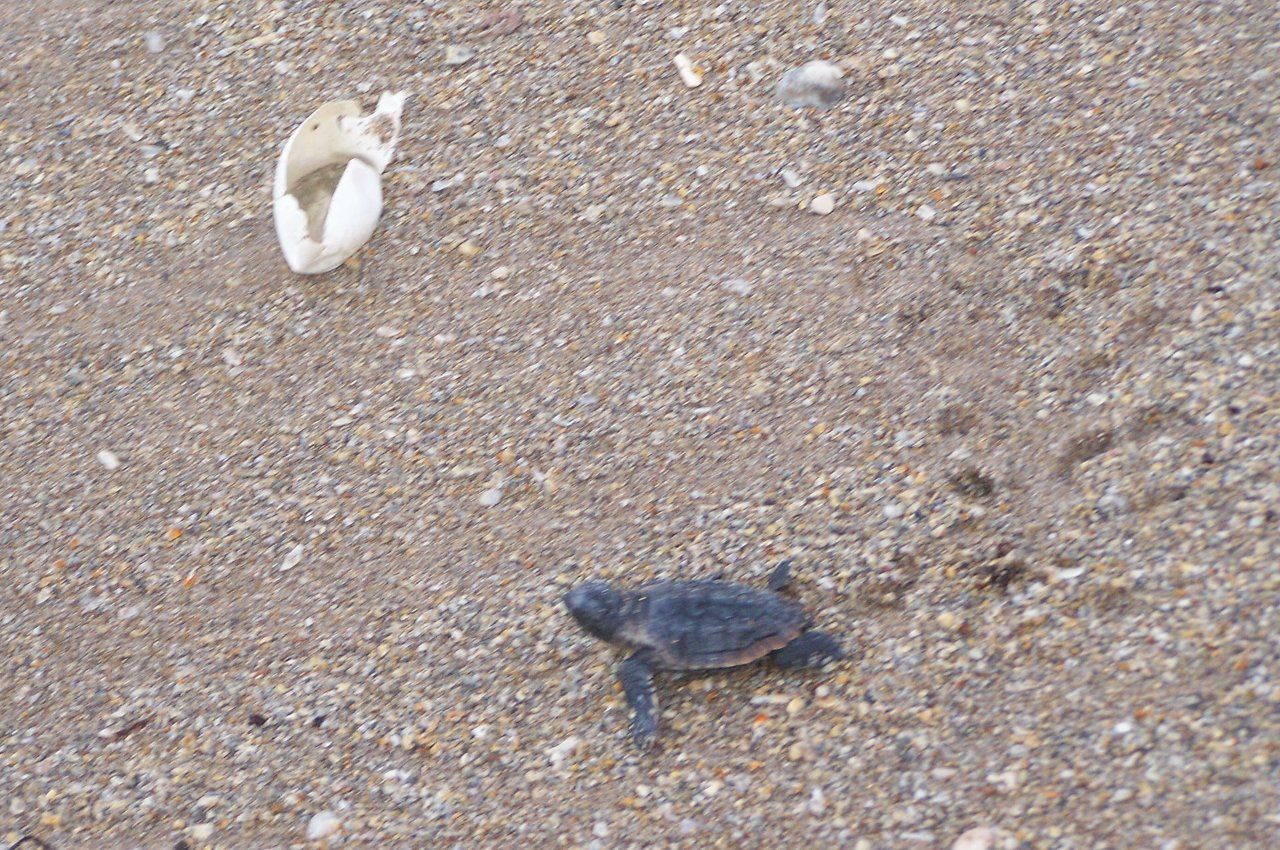 Sea Turtle Hatchling