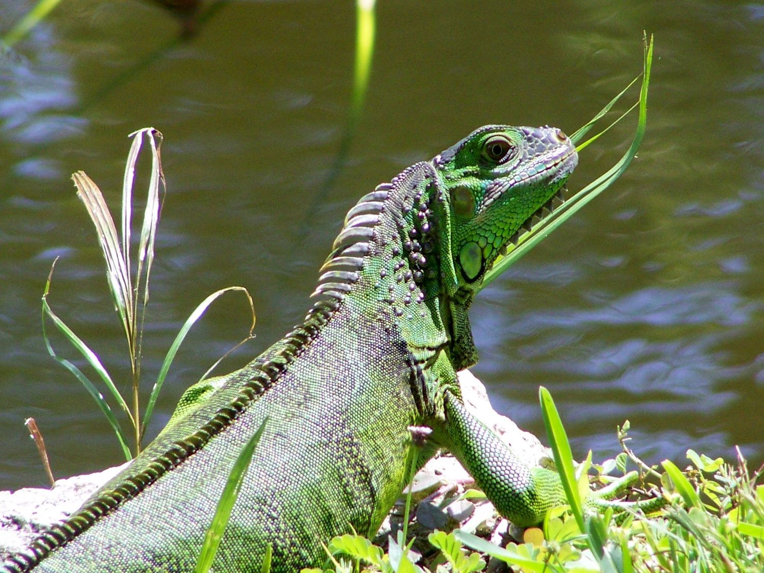 Iguana