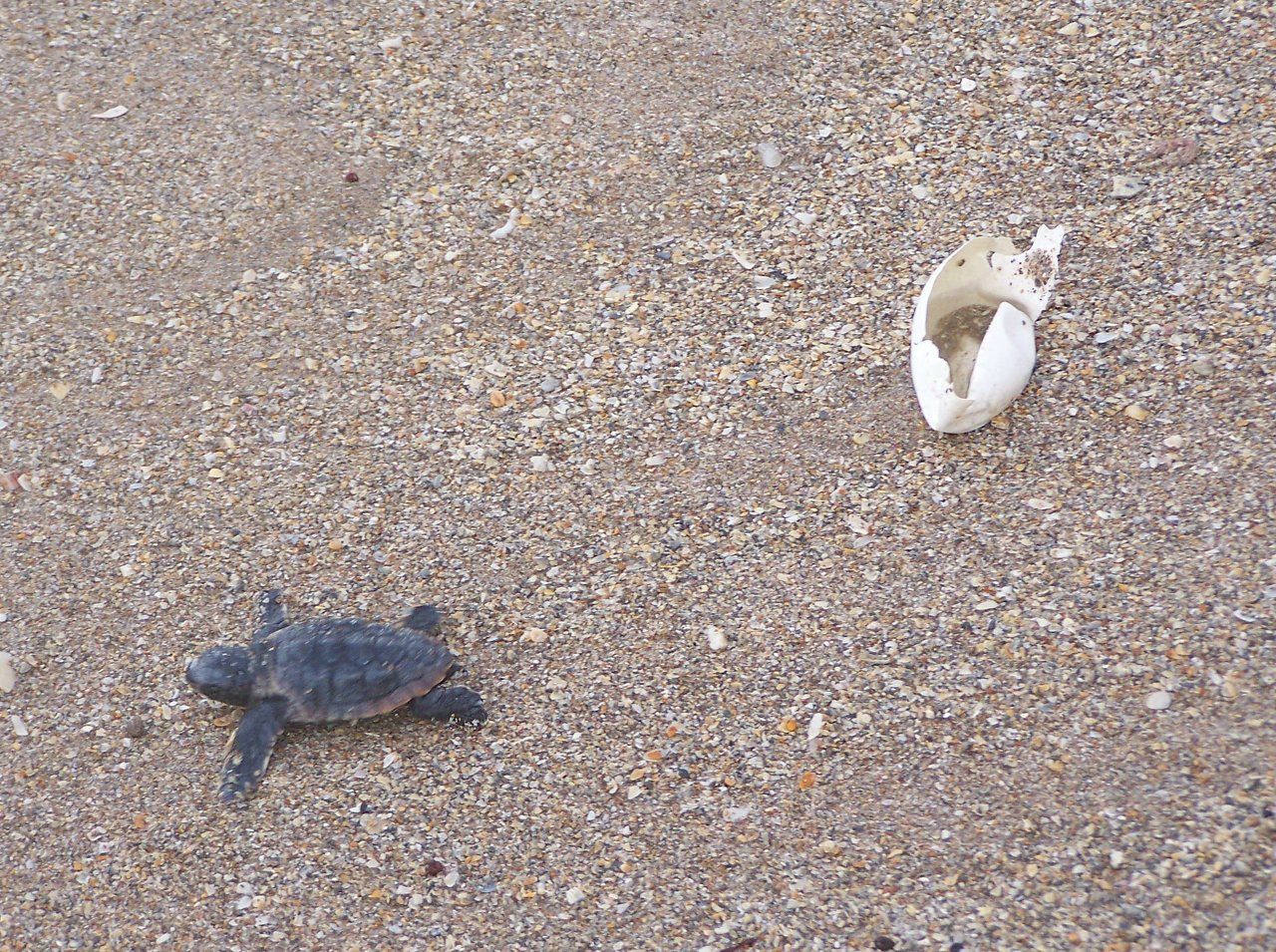 Sea Turtle Hatchling