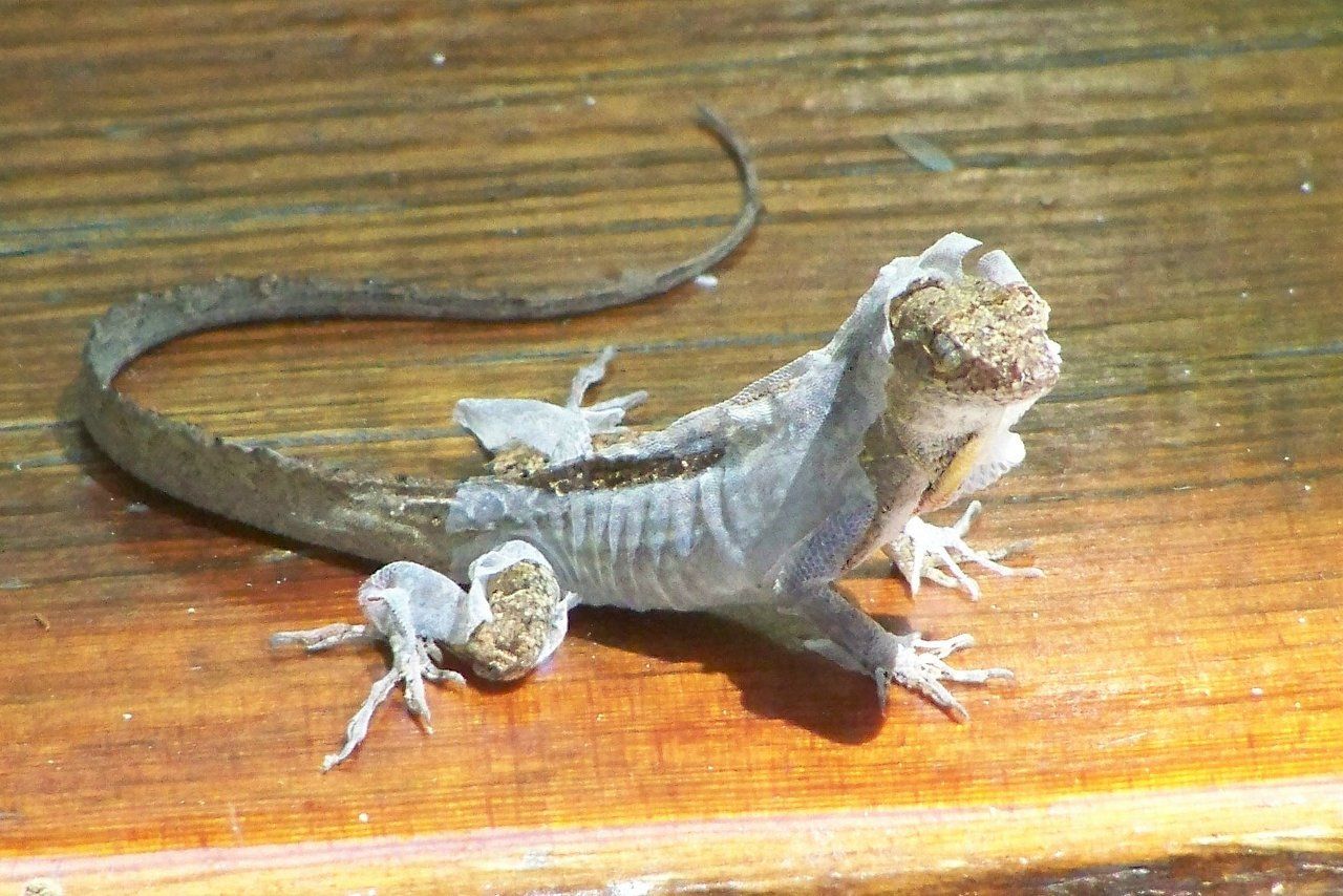Molting Lizard