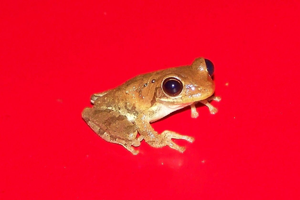 Christmas Eve visitor