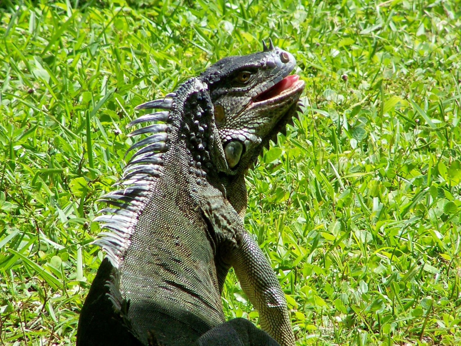 Iguana
