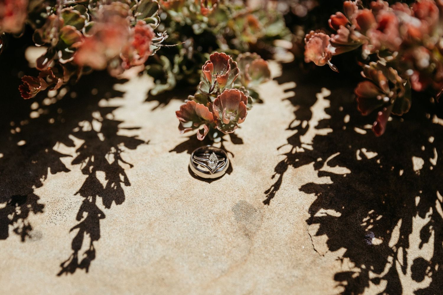 Wedding rings casting shadows among pink flowers in natural light.