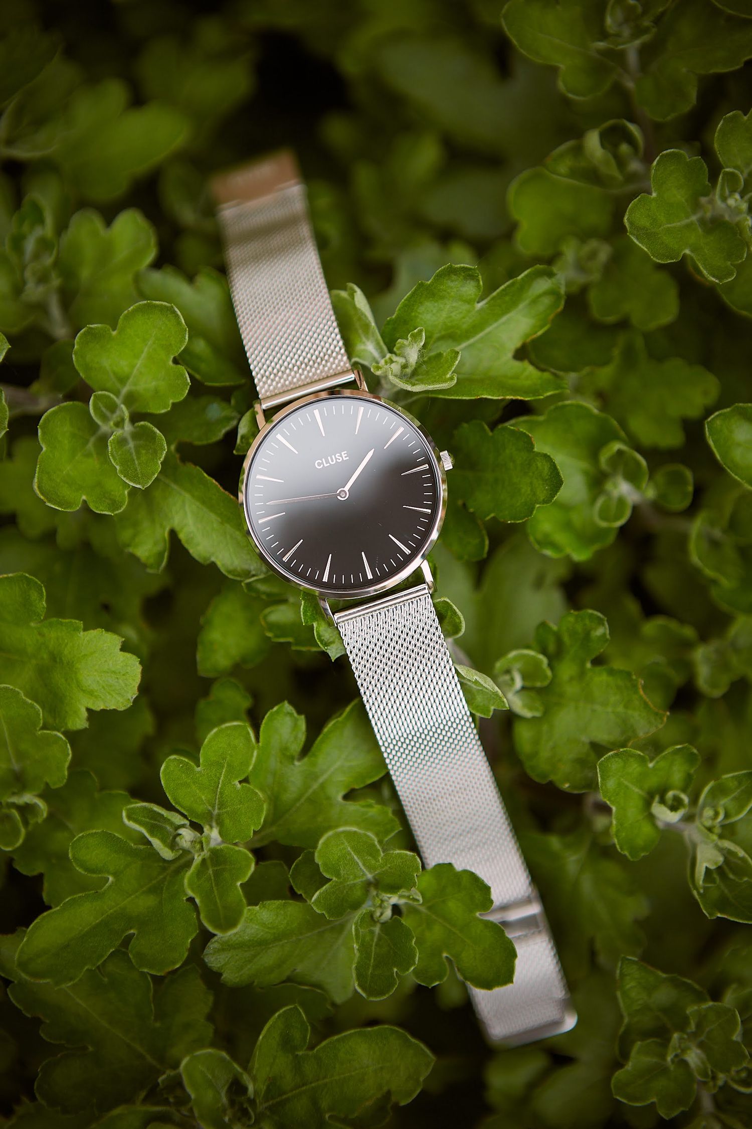 orologio elegante Cluse su una pianta verde