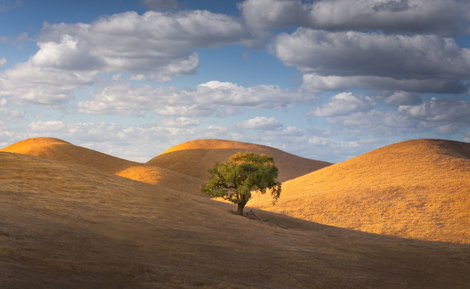 Solitary oak tree on golden hillside under blue sky with white clouds.
