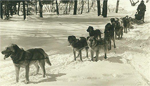 Team of Chinook Dogs with Chinook in lead.