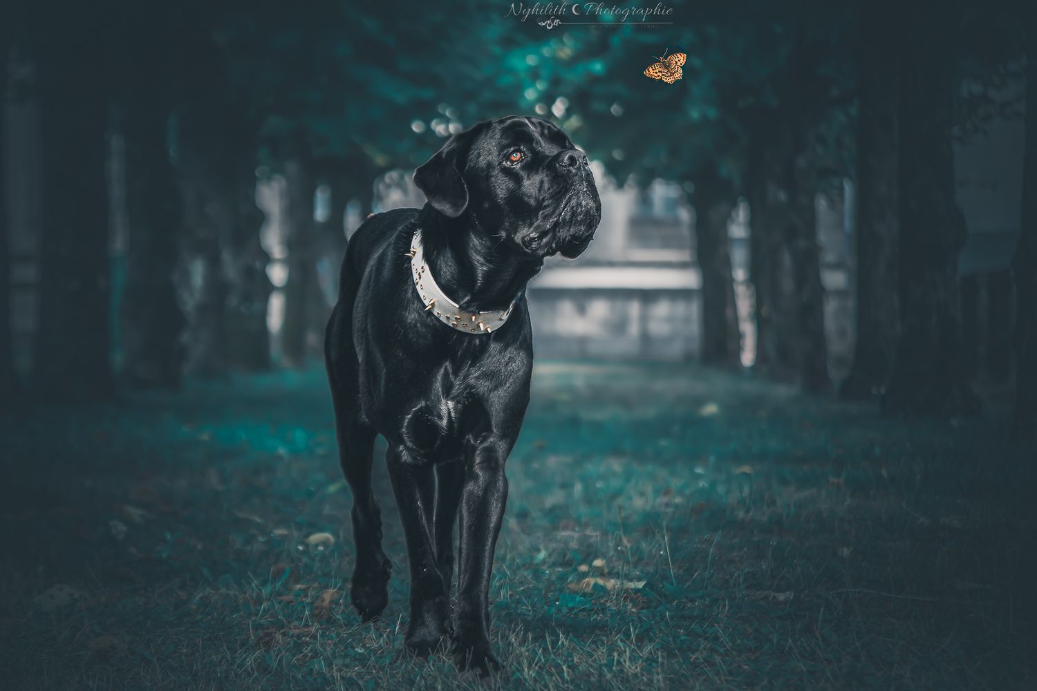 Photographe pour professionnel du monde animalier pour promouvoir leur activité