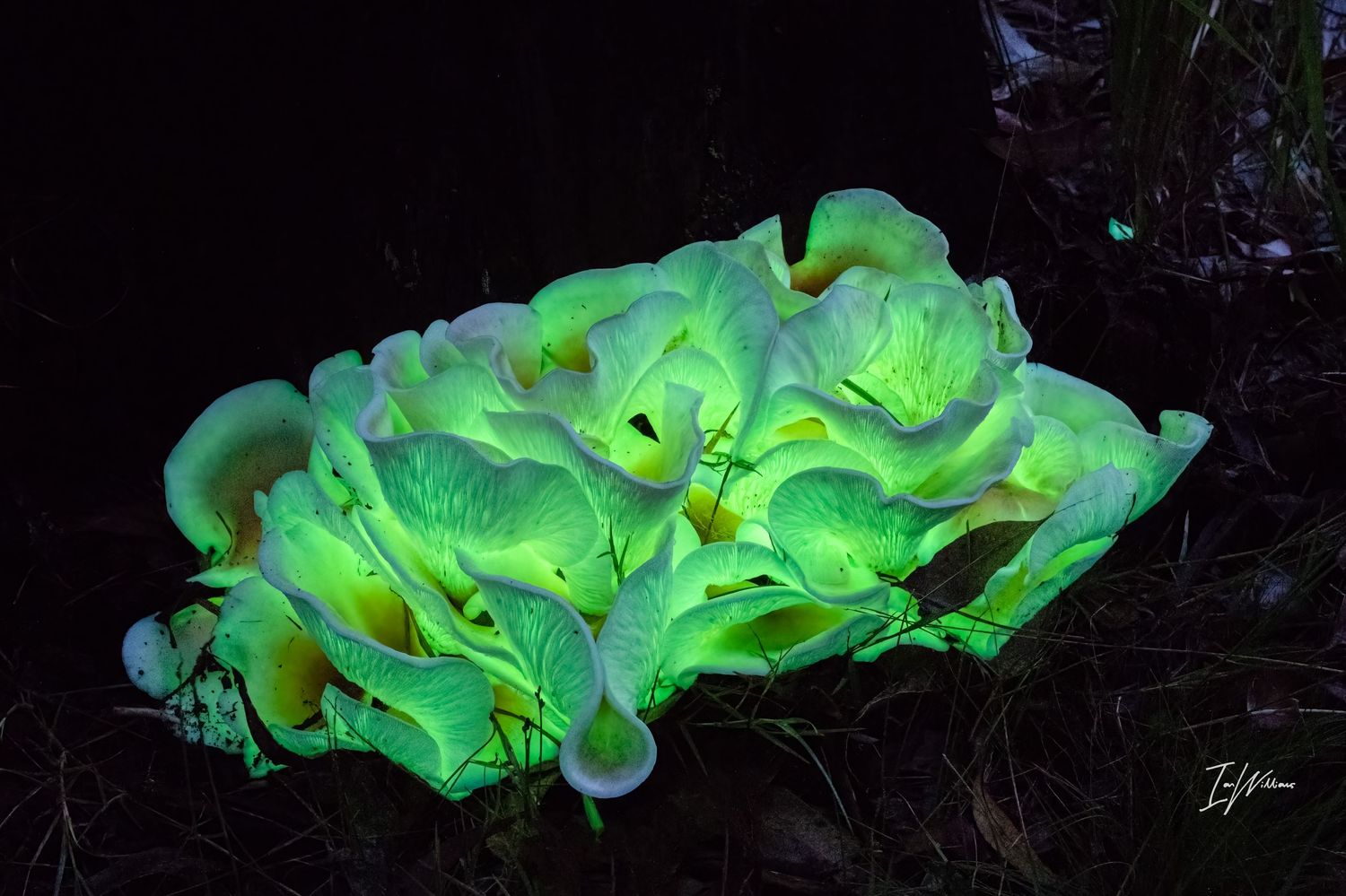 Ghost fungi